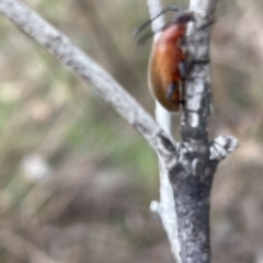 Ecnolagria grandis at Deakin, ACT - 15 Oct 2023 12:22 PM