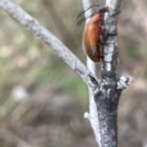 Ecnolagria grandis at Deakin, ACT - 15 Oct 2023