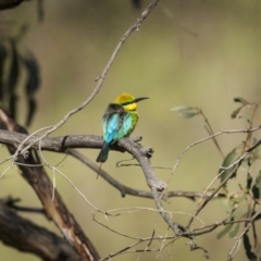 Merops ornatus (Rainbow Bee-eater) at Coree, ACT - 15 Oct 2023 by trevsci