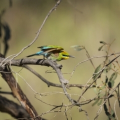 Merops ornatus at Coree, ACT - 15 Oct 2023 08:20 AM