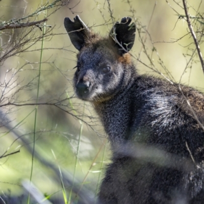 Wallabia bicolor (Swamp Wallaby) at Coree, ACT - 14 Oct 2023 by trevsci