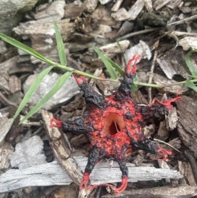Aseroe rubra (Anemone Stinkhorn) at Paddys River, ACT - 4 Apr 2022 by KateI