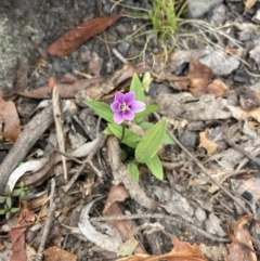 Schelhammera undulata (Lilac Lily) at QPRC LGA - 15 Oct 2023 by MattM