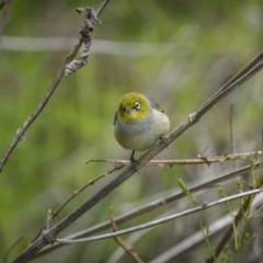 Zosterops lateralis (Silvereye) at Coree, ACT - 15 Oct 2023 by trevsci