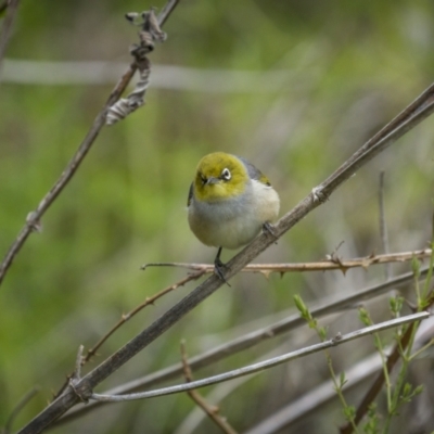 Zosterops lateralis (Silvereye) at Coree, ACT - 15 Oct 2023 by trevsci