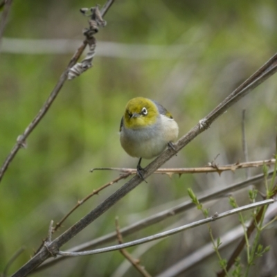 Zosterops lateralis (Silvereye) at Woodstock Nature Reserve - 15 Oct 2023 by trevsci