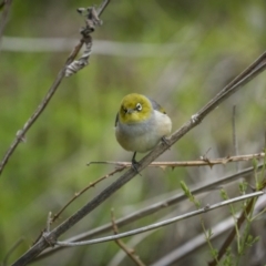 Zosterops lateralis (Silvereye) at Woodstock Nature Reserve - 15 Oct 2023 by trevsci