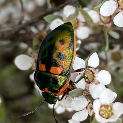 Scutiphora pedicellata (Metallic Jewel Bug) at Mount Jerrabomberra QP - 15 Oct 2023 by SteveBorkowskis