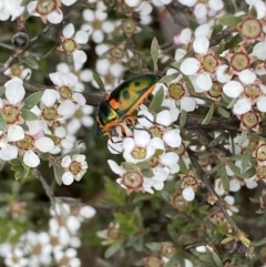 Scutiphora pedicellata at Jerrabomberra, NSW - 15 Oct 2023