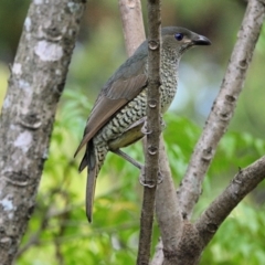 Ptilonorhynchus violaceus (Satin Bowerbird) at Tahmoor, NSW - 10 Oct 2023 by Freebird