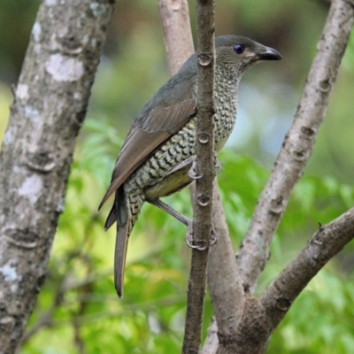Ptilonorhynchus violaceus (Satin Bowerbird) at Wollondilly Local Government Area - 10 Oct 2023 by Freebird