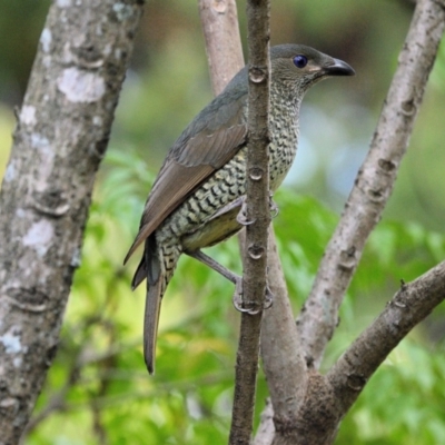 Ptilonorhynchus violaceus (Satin Bowerbird) at Tahmoor, NSW - 10 Oct 2023 by Freebird