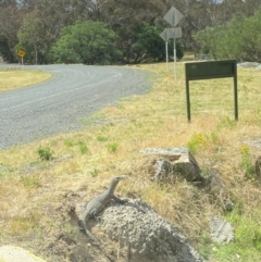 Varanus rosenbergi (Heath or Rosenberg's Monitor) at Paddys River, ACT - 13 Dec 2022 by KateI