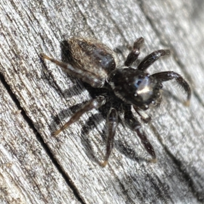 Jotus sp. (genus) (Unidentified Jotus Jumping Spider) at QPRC LGA - 15 Oct 2023 by SteveBorkowskis