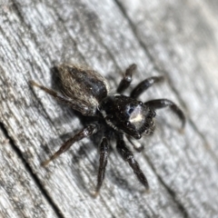Jotus sp. (genus) at Jerrabomberra, NSW - 15 Oct 2023
