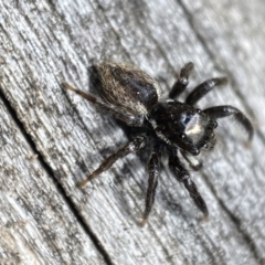 Jotus sp. (genus) at Jerrabomberra, NSW - 15 Oct 2023