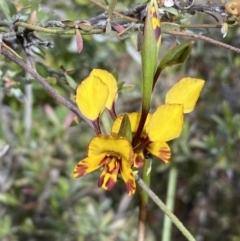 Diuris semilunulata (Late Leopard Orchid) at Mount Jerrabomberra QP - 15 Oct 2023 by SteveBorkowskis