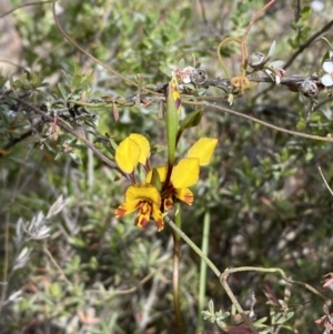 Diuris semilunulata at Jerrabomberra, NSW - 15 Oct 2023