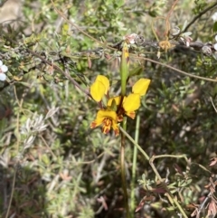 Diuris semilunulata at Jerrabomberra, NSW - 15 Oct 2023