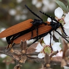 Porrostoma rhipidium (Long-nosed Lycid (Net-winged) beetle) at QPRC LGA - 15 Oct 2023 by SteveBorkowskis