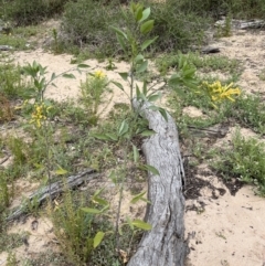 Nicotiana glauca (Tree tobacco) at Yanga, NSW - 14 Oct 2023 by Ange