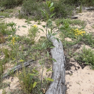 Nicotiana glauca (Tree tobacco) at Yanga, NSW - 13 Oct 2023 by Ange