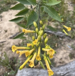 Nicotiana glauca at Yanga, NSW - 14 Oct 2023 10:28 AM