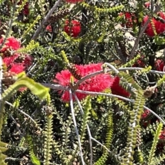 Unidentified Other Shrub at Mungo, NSW - 14 Oct 2023 by Ange