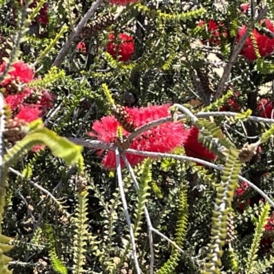 Callistemon sp. at Mungo, NSW - 14 Oct 2023 by Ange