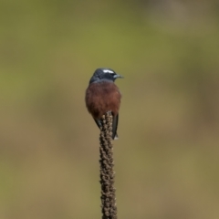 Artamus superciliosus (White-browed Woodswallow) at Coree, ACT - 14 Oct 2023 by trevsci