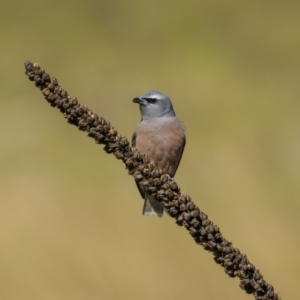 Artamus superciliosus at Coree, ACT - 15 Oct 2023 08:42 AM