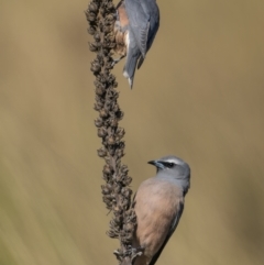 Artamus superciliosus at Coree, ACT - 15 Oct 2023