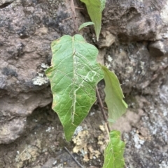 Solanum silvestre (Violet Nightshade) at QPRC LGA - 15 Oct 2023 by MattM