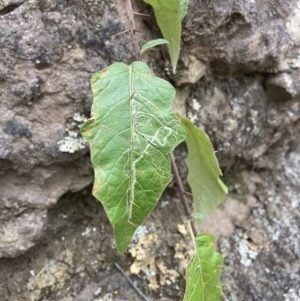 Solanum silvestre at Wyanbene, NSW - suppressed