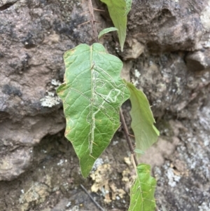 Solanum silvestre at Wyanbene, NSW - 15 Oct 2023