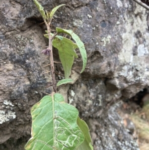 Solanum silvestre at Wyanbene, NSW - 15 Oct 2023