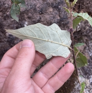 Solanum silvestre at Wyanbene, NSW - suppressed