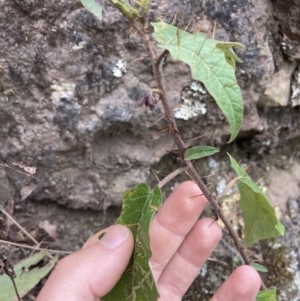 Solanum silvestre at Wyanbene, NSW - suppressed