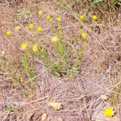 Calotis lappulacea (Yellow Burr Daisy) at Tuggeranong, ACT - 15 Oct 2023 by LPadg