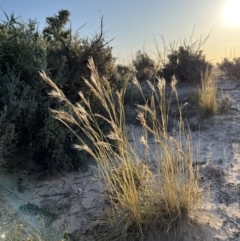 Rytidosperma sp. (Wallaby Grass) at Mungo National Park - 14 Oct 2023 by Ange