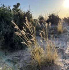 Rytidosperma sp. (Wallaby Grass) at Mungo, NSW - 14 Oct 2023 by Ange