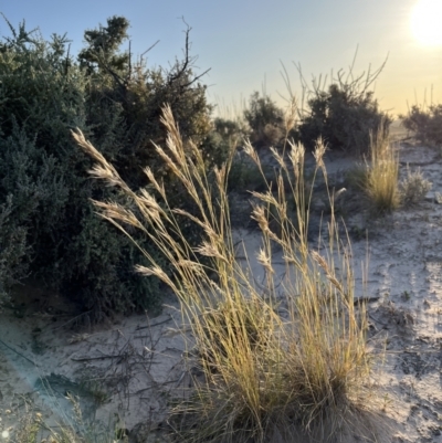 Rytidosperma sp. (Wallaby Grass) at Mungo National Park - 14 Oct 2023 by Ange