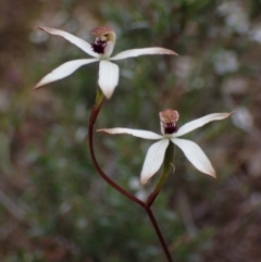 Caladenia cucullata (Lemon Caps) at Stawell, VIC - 13 Oct 2023 by AnneG1