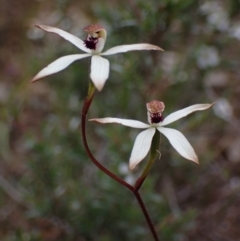 Caladenia cucullata (Lemon Caps) at Stawell, VIC - 12 Oct 2023 by AnneG1