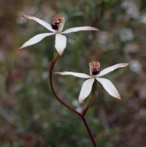 Caladenia cucullata at Stawell, VIC - 13 Oct 2023