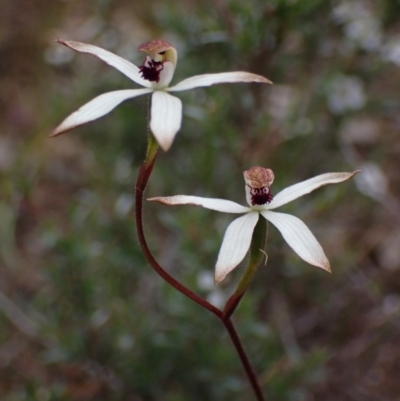 Caladenia cucullata (Lemon Caps) at Deep Lead Nature Conservation Reserve - 12 Oct 2023 by AnneG1