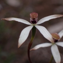 Caladenia cucullata at Stawell, VIC - suppressed