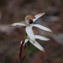 Caladenia cucullata at Stawell, VIC - suppressed