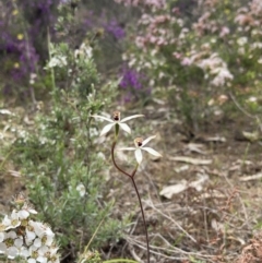 Caladenia cucullata at Stawell, VIC - suppressed