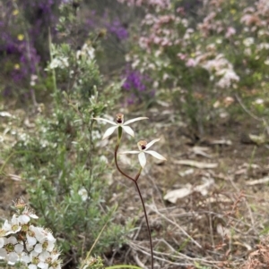 Caladenia cucullata at Stawell, VIC - suppressed